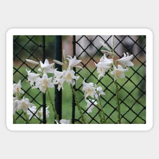 Beautiful white flowers in front of garden fence Sticker